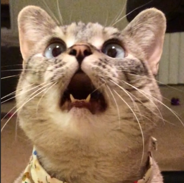 Top 10 famous cats ELLE.be