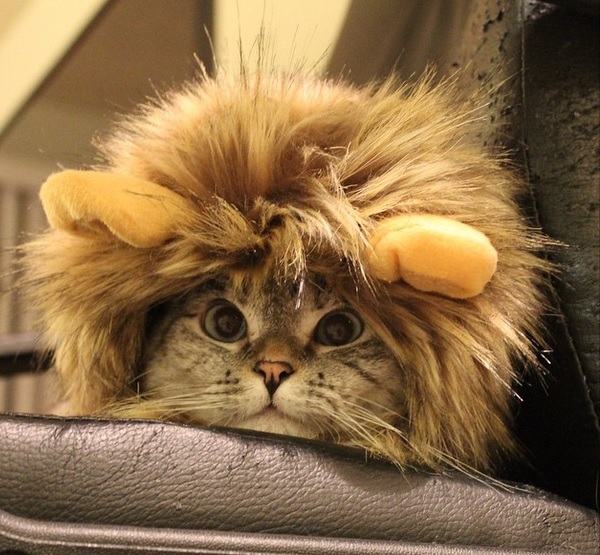 Top 10 famous cats ELLE.be