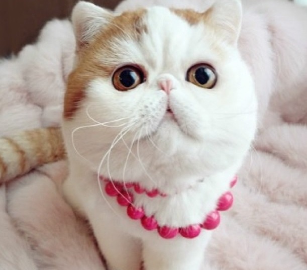 Top 10 famous cats ELLE.be