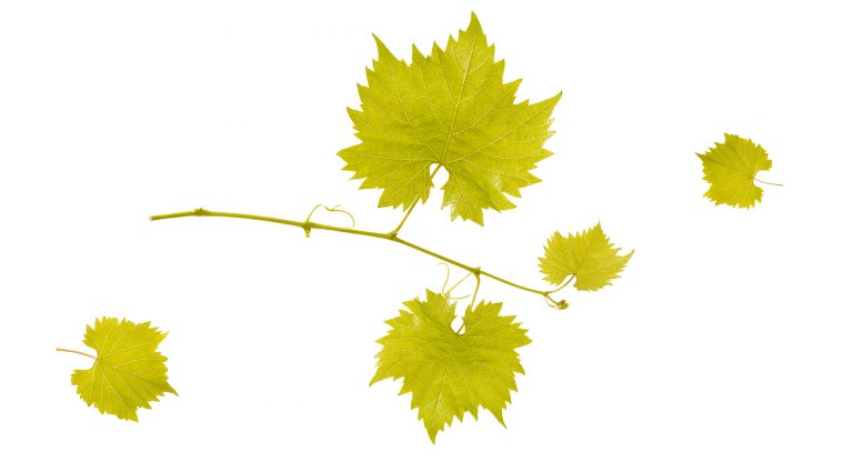 feuilles_caudalie