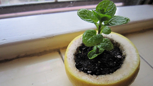 citrus seedling pot