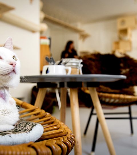 Waar vind je kattencafés in België?