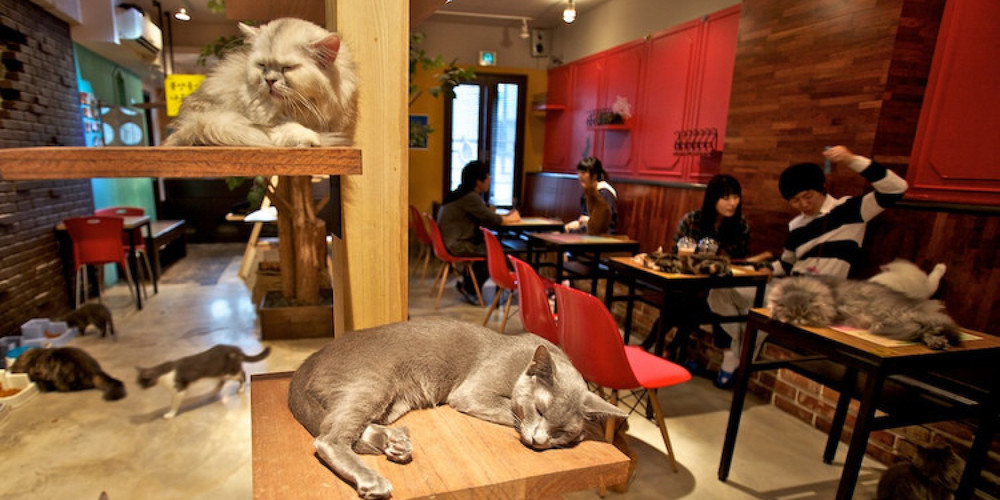 o-CAT-CAFE-MONTREAL-facebook