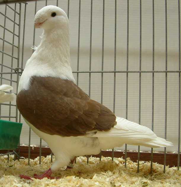 Belgische dierenrassen dieren van eigen bodem 6