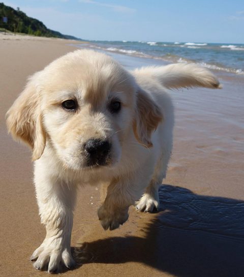 Reistip: een tropisch eiland vol puppies