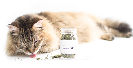 Valerian cat stress sleep chill pill Valerian root stress sleep