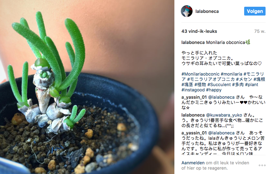monilariaobconica_paashaasplant_monilaria_obconica_2