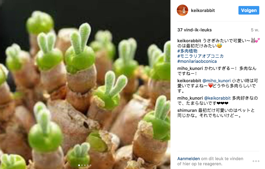 monilariaobconica_paashaasplant_monilaria_obconica_3
