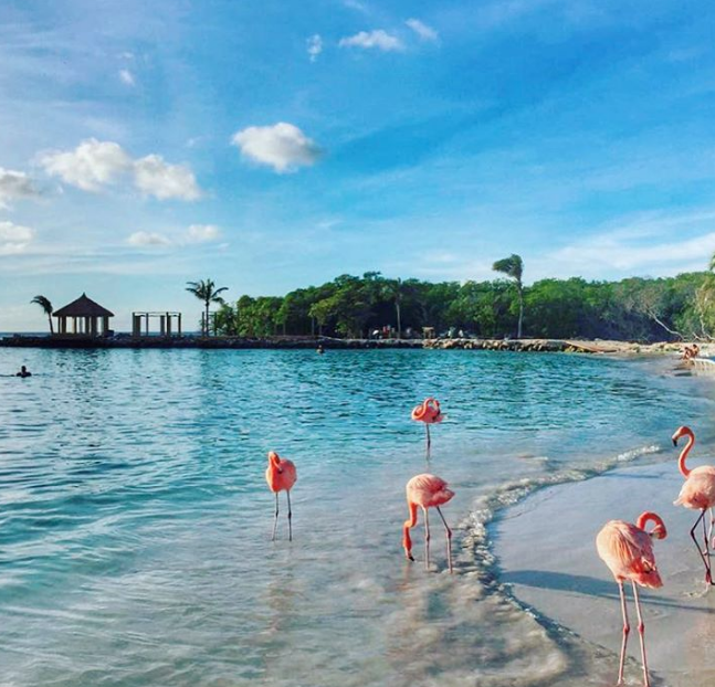 tropisch eiland zwemmen flamingo's Caraïben instagram goals Aruba renaissance resort