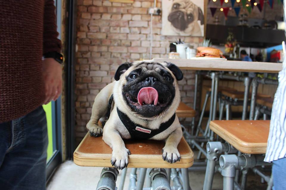 Londen opent eerste Popup Pug café - 1