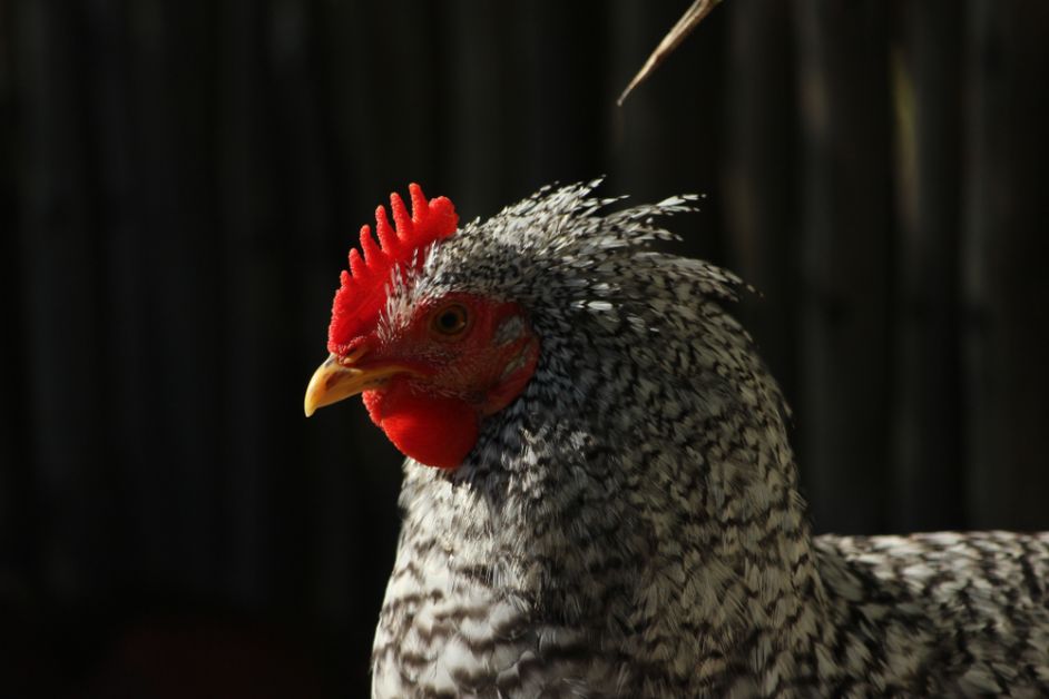 werelddierendag, mechelse koekoek
