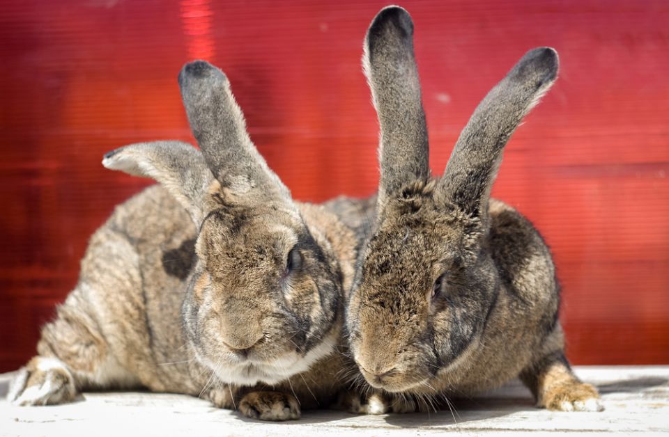 werelddierendag, belgisch, vlaamse reus