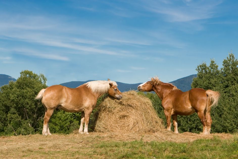 werelddierendag, belgisch paard