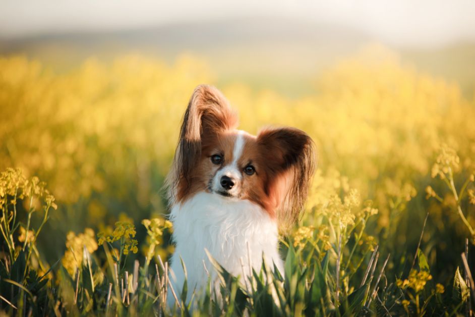 werelddierendag, vlinderhond