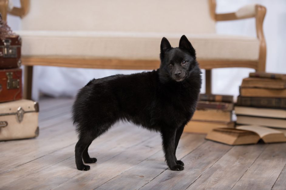 werelddierendag, schipperke