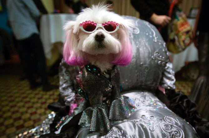 fashion dog dogs hond mode modeweek fashion week frint row doggo puppy cute schattig