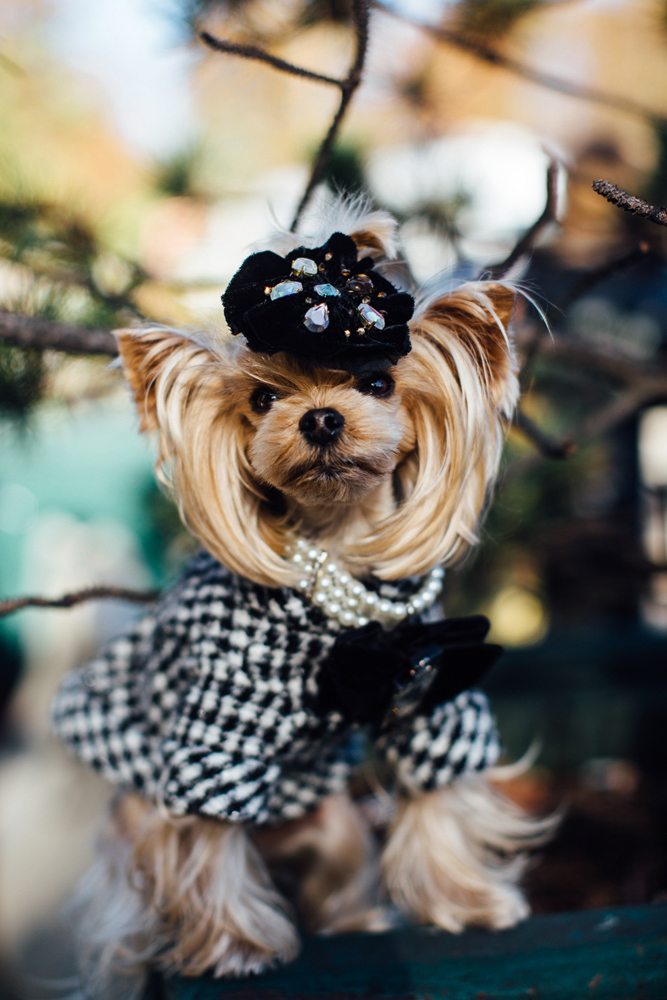 fashion dog dogs hond mode modeweek fashion week frint row doggo puppy cute schattig