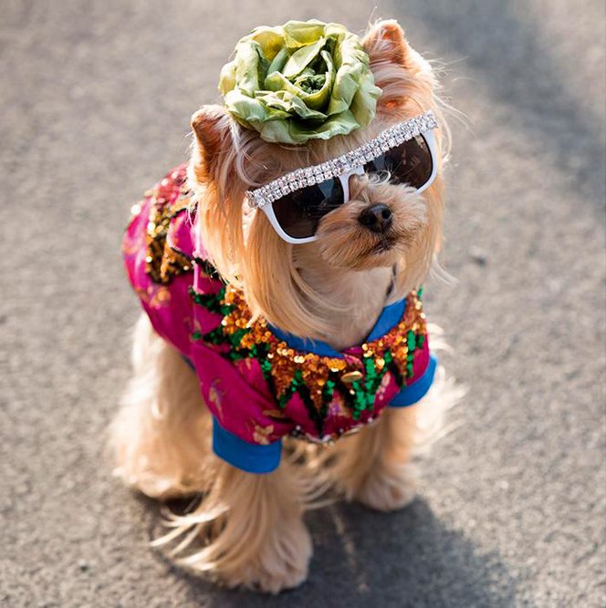 Vergeet itbags, hier zijn de fashion dogs! ELLE.be