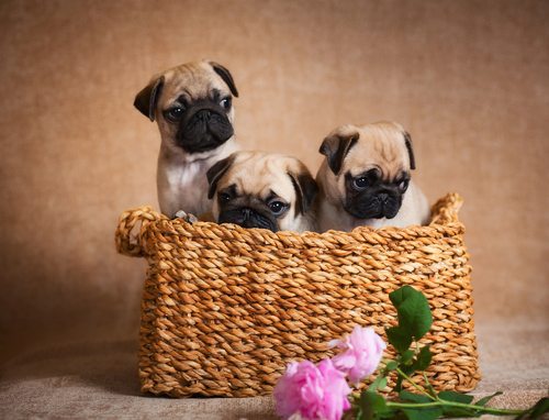 hond, kat, café, dieren, hondenliefhebber, wetteren, dierenliefhebber, bucket list