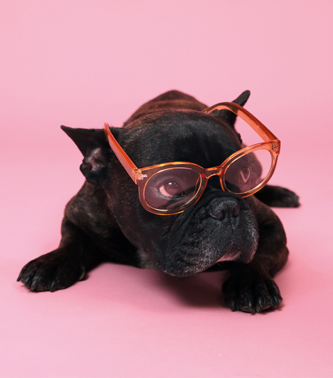 Onze trendwatcher bulldog toont je de beste accessoires van het seizoen