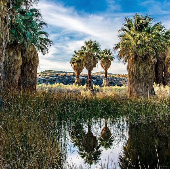 palm springs coachella valley preserve