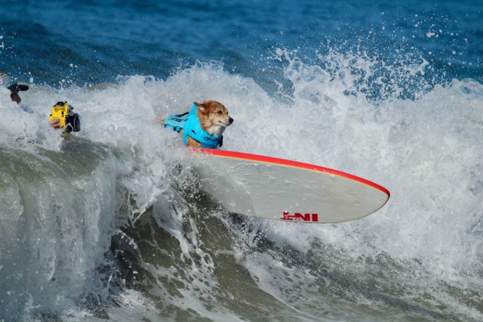 surfleraar_honden beroepen