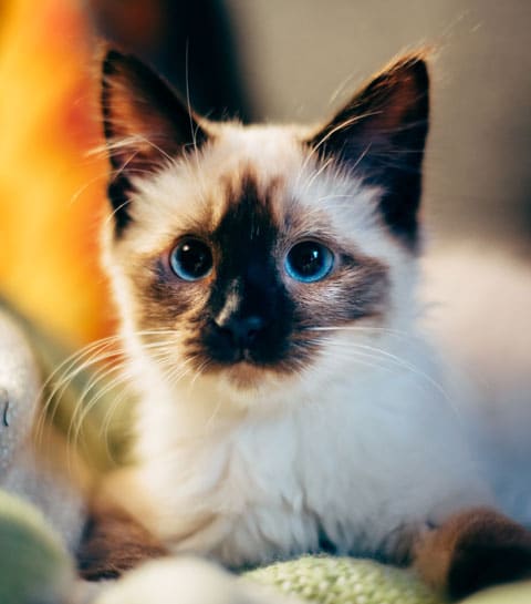 Te cute: De 10 allerleukste kattenaccounts op Instagram