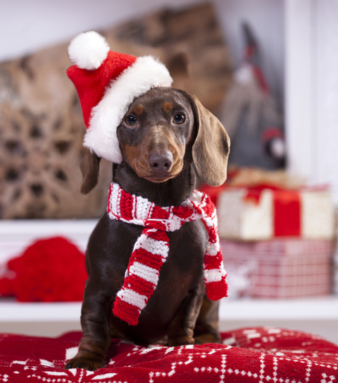 Kerstshopping: de allerleukste cadeautjes voor je huisdier