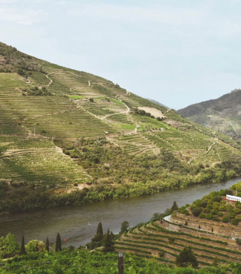 Volg de wijngids: Proeverij in de Dourovallei