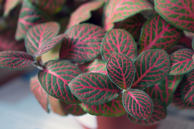 10 roze planten die jouw interieur opfleuren - 2