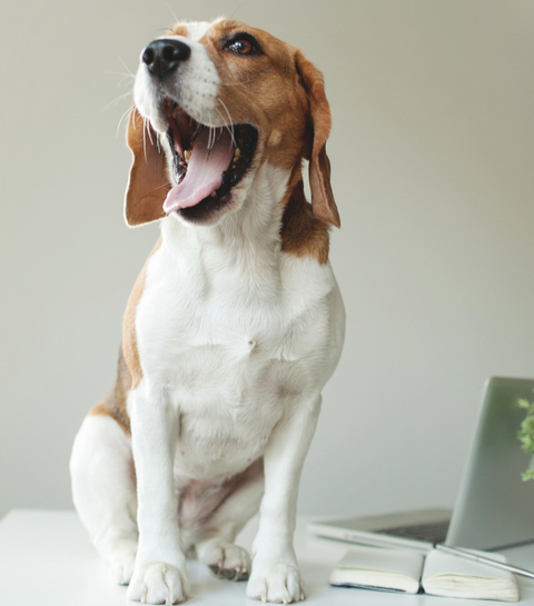 Bewezen: honden op kantoor maken gelukkig