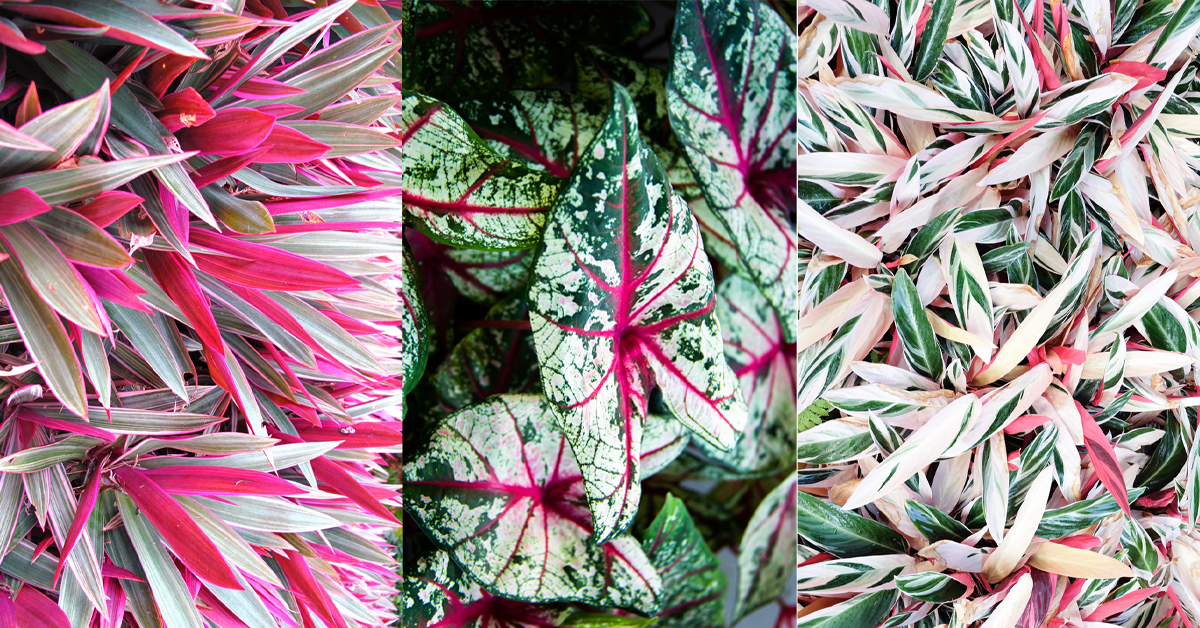 10 roze planten die jouw interieur opfleuren - ELLE.be