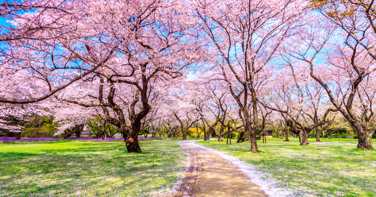 bloemenvelden Japan sakura