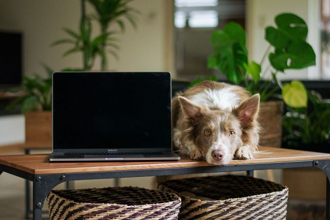 Hond op kantoor
