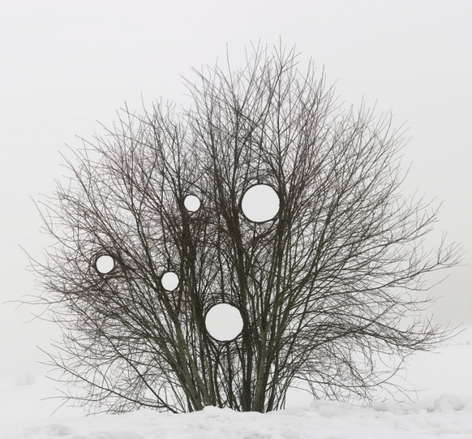 Evenementen, Cultuur, Fused With Nature, Tentoonstelling