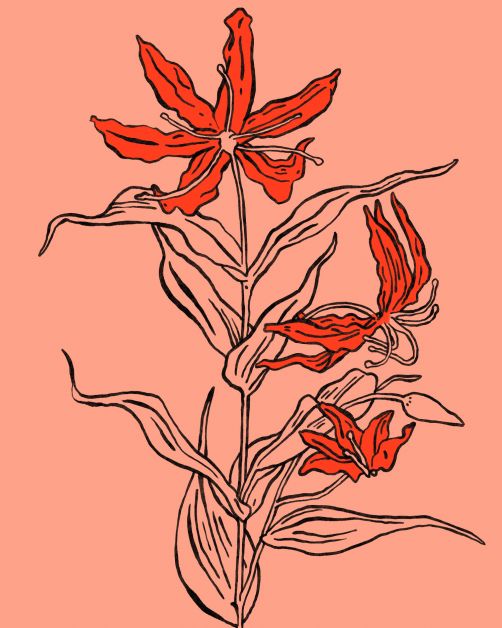 bloemen horoscoop bloomon