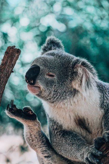 lush australië