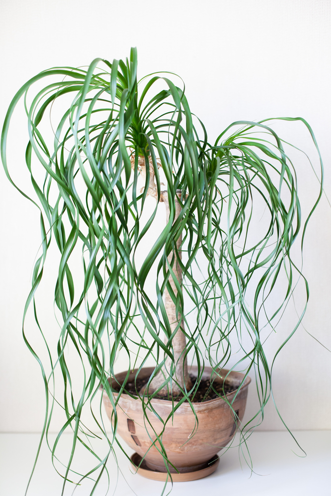 Beaucarnea Recurvata huisdieren giftig palm planten