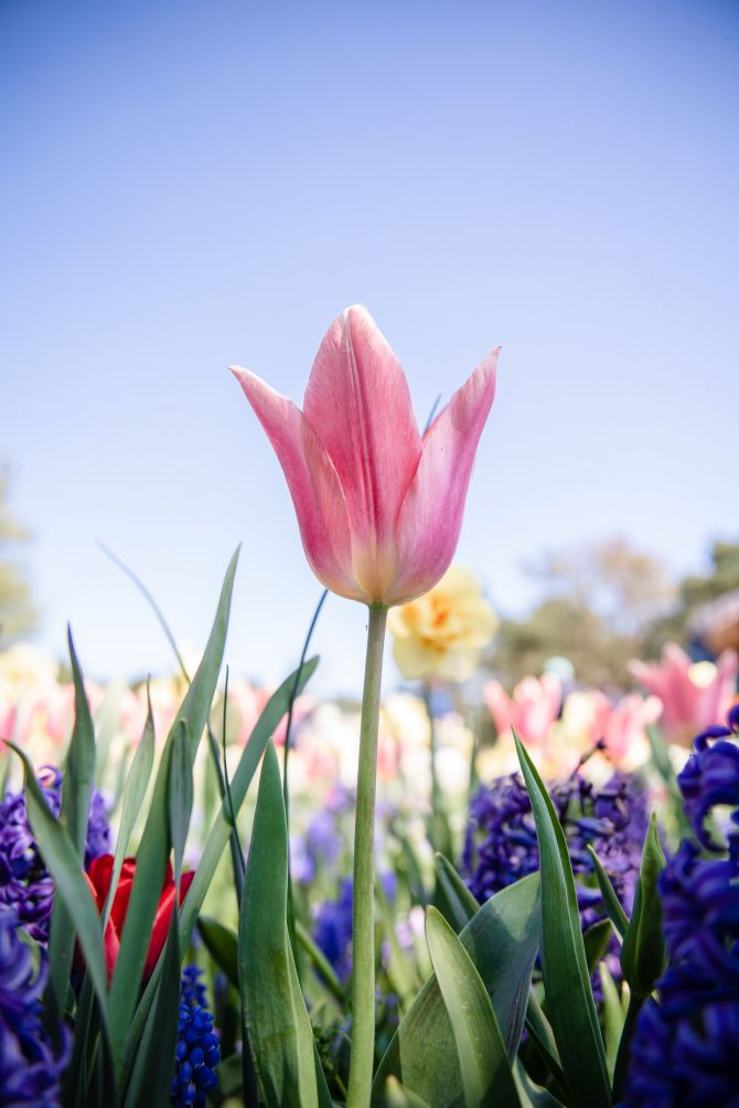 bloemenvelden Nederland Lisse tulpen