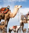 Deze adressen en hotspots in Essaouira moeten op je bucketlist
