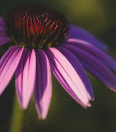 Echinacea: een bondgenoot voor je immuunsysteem