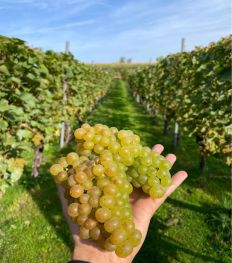 Ontdek de betoverende wijnroutes van België