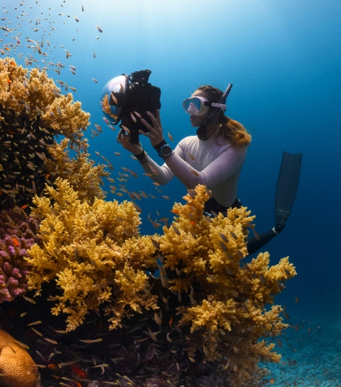 Van beginner tot expert: de beste duikplekken voor elke ervaring