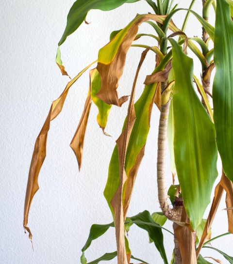 Droge, bruine bladeren? Volgens plantenexperts ligt het probleem zelden aan watertekort