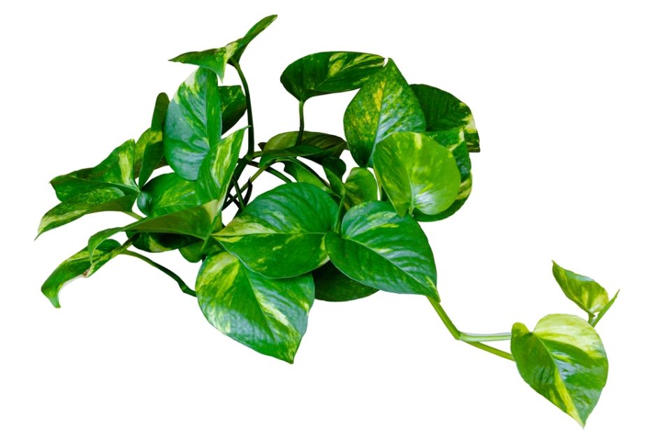 Pothos