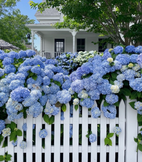Hortensia’s snoeien in de herfst: ja of nee? Alle tips voor een rijkere bloei volgend jaar