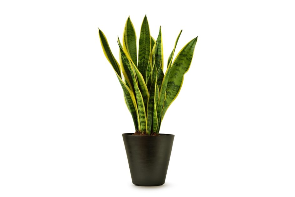 Sansevieria