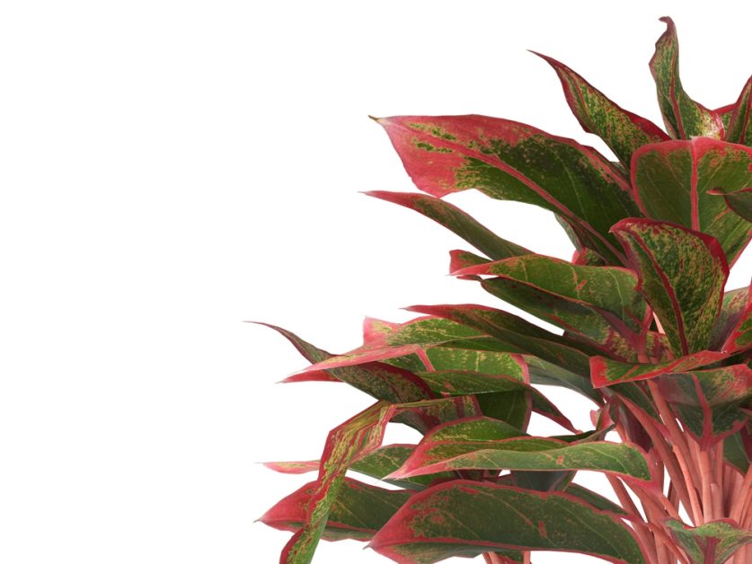 Aglaonema