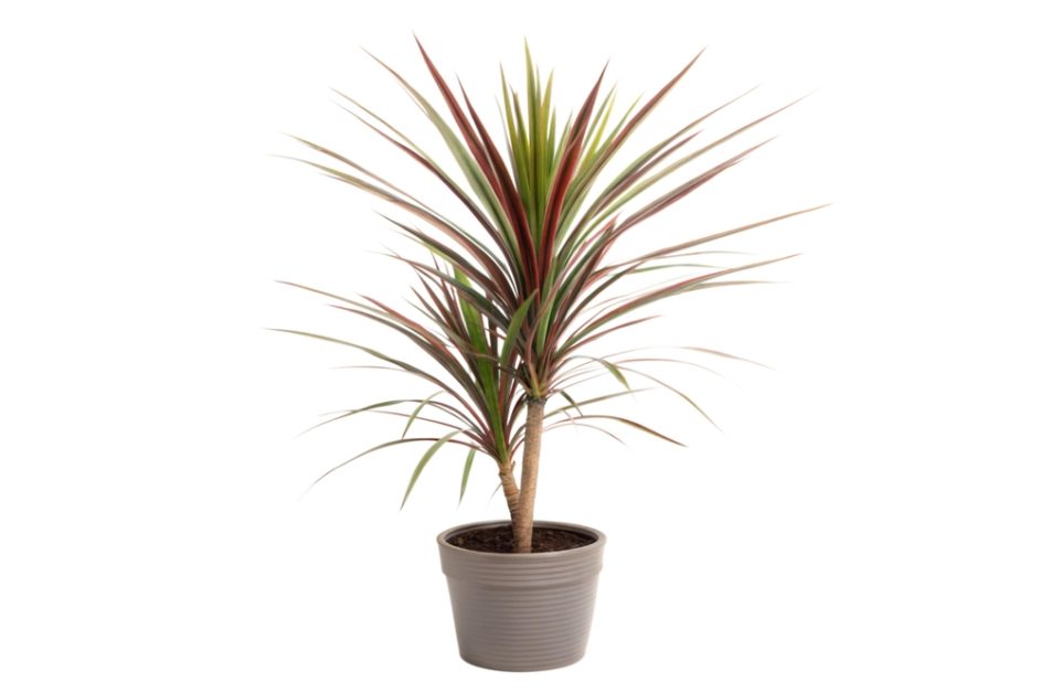 Dracaena