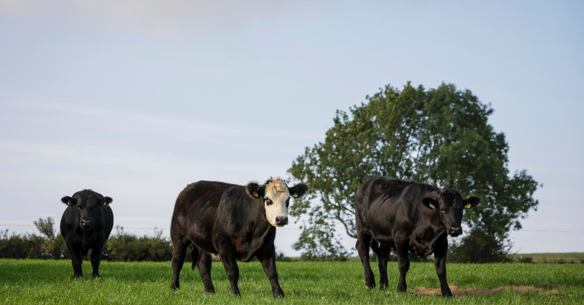 Van het veld tot op je bord: ontdek de smaak van Iers vlees